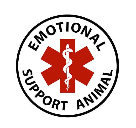 MS Support Animal Act Could Help Veterans With PTSD billoftheday