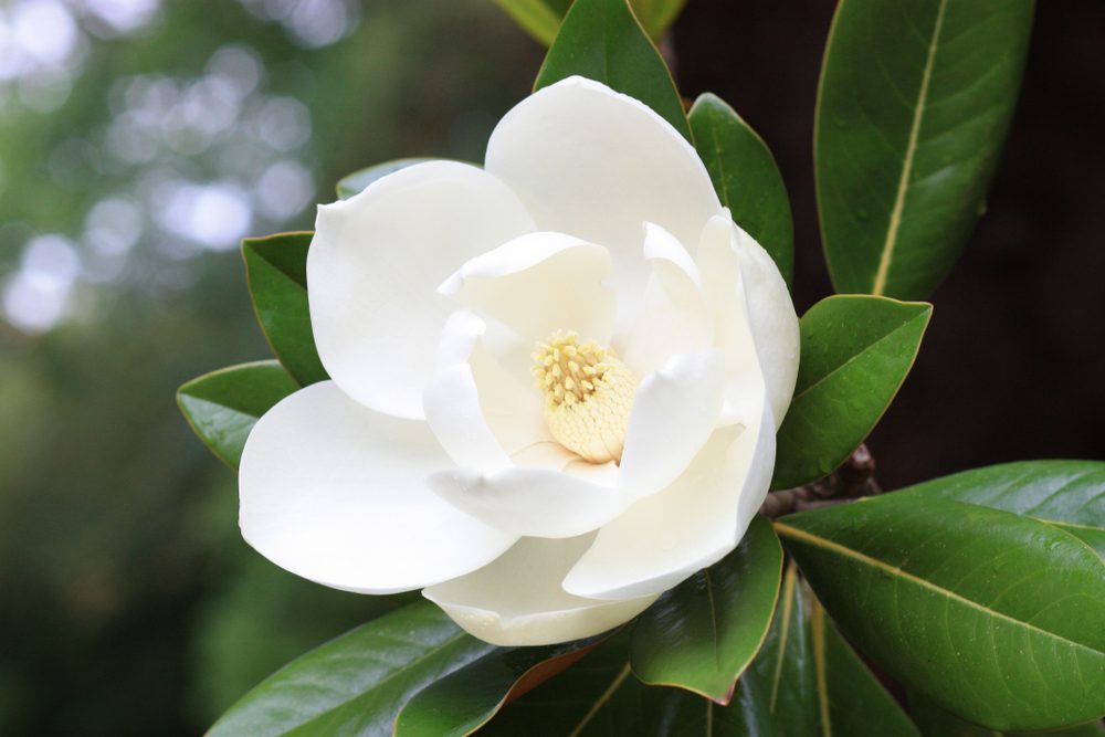 Magnolia morning