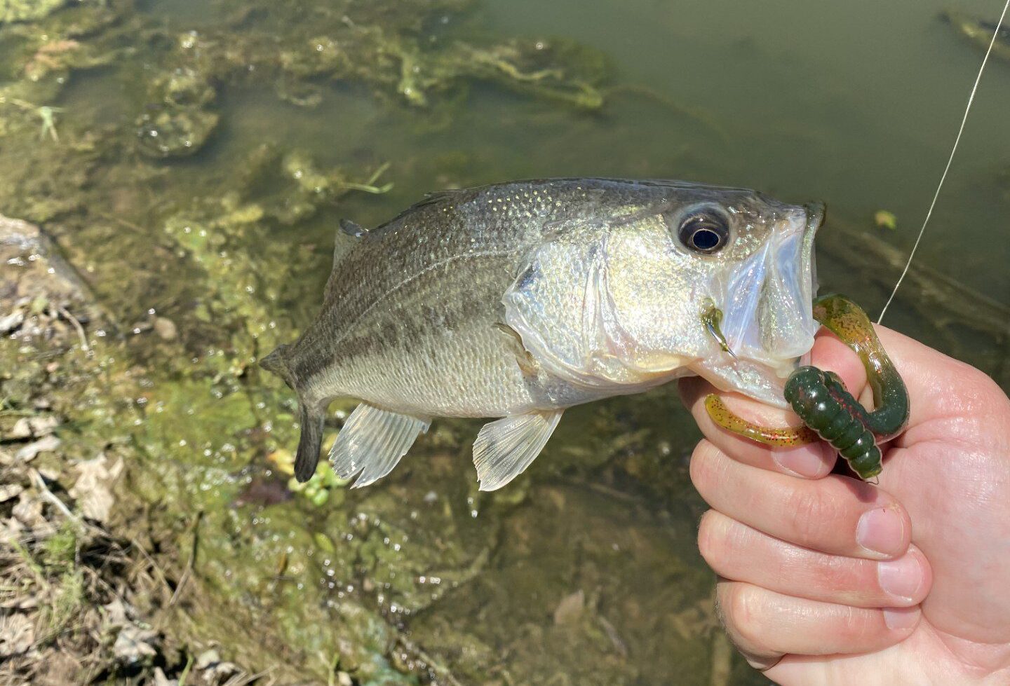 Love for Little Lures - Florida Sportsman